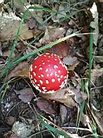 Amanite tue-mouche (Amanita muscaria) (Isere, 2019-10) (3)